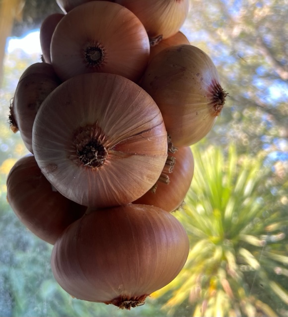 Sturon Onions